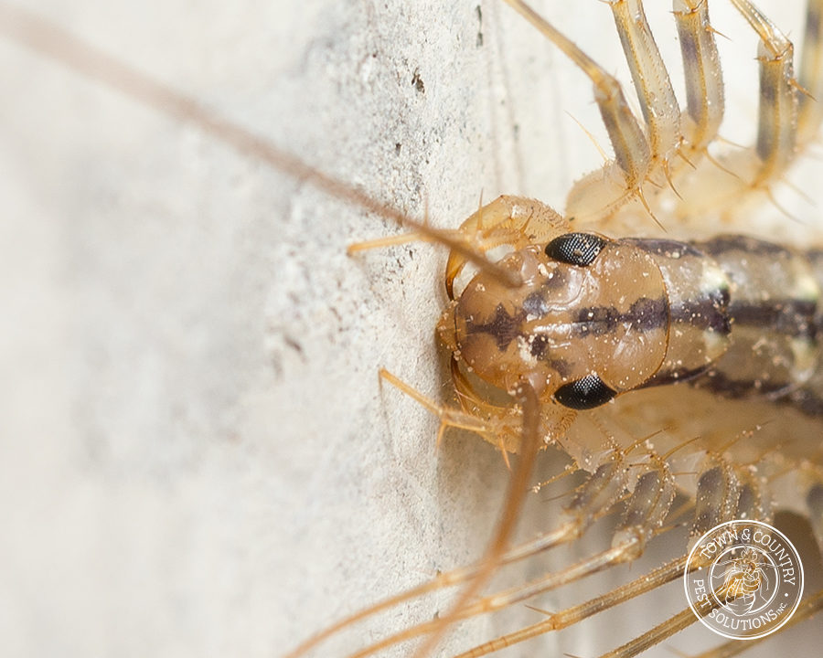 Centipede_gallery_10-900x720