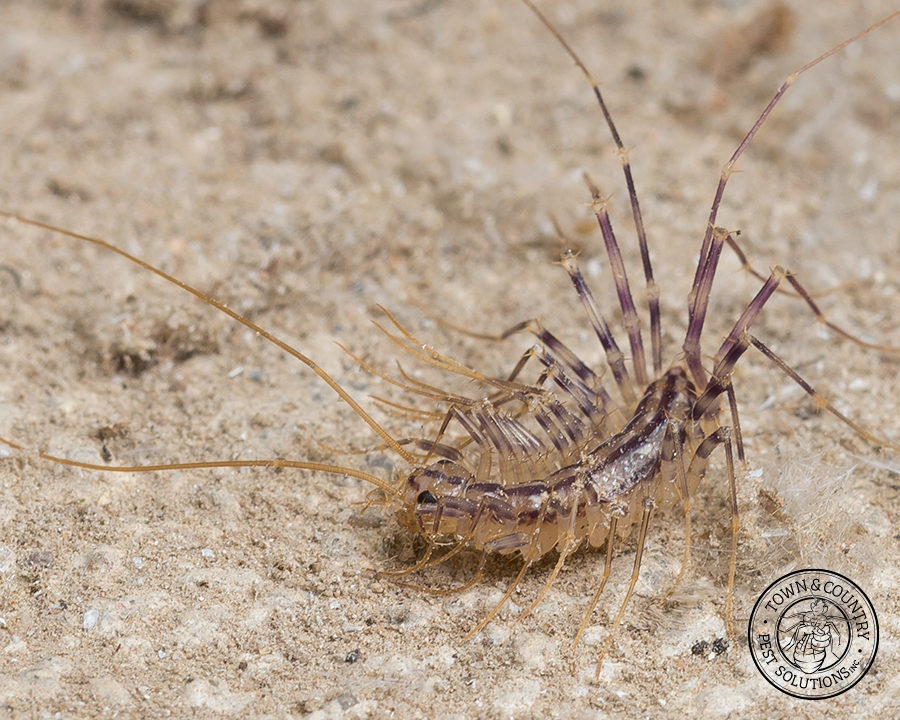 Centipede_gallery_12-900x720