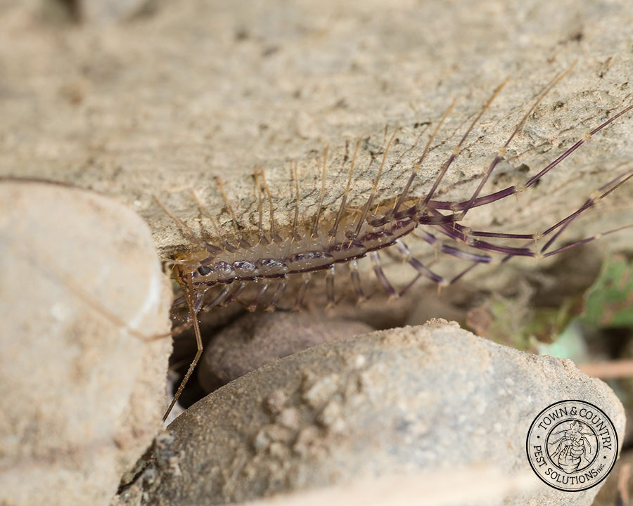 Centipede_gallery_13-900x720