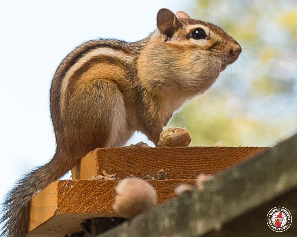 Chipmunk_gllry_01
