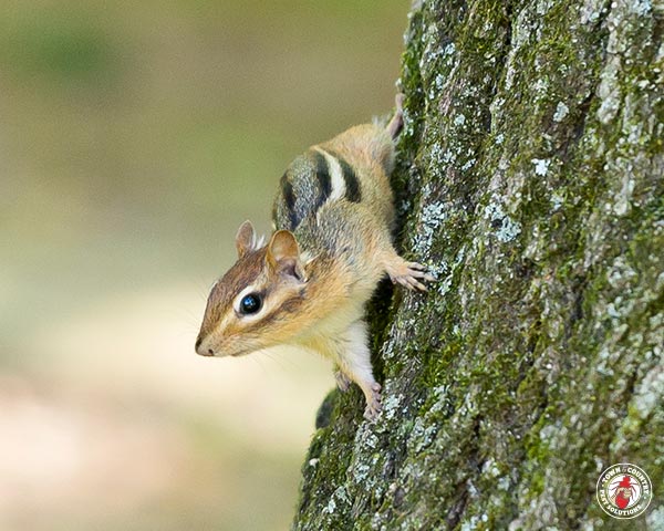 Chipmunk_gllry_02