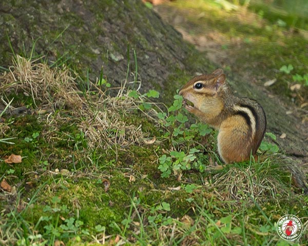 Chipmunk_gllry_05