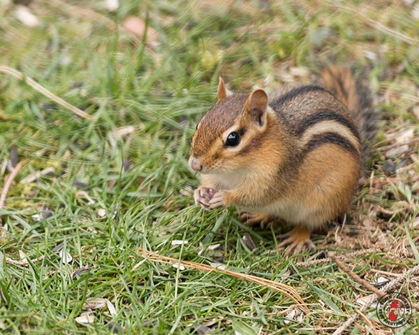 Chipmunk_gllry_06