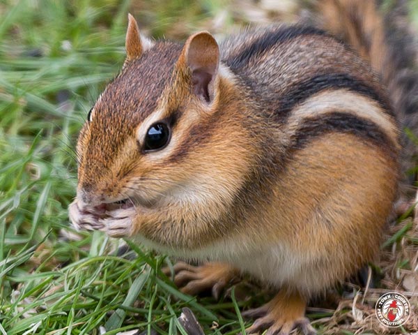 Chipmunk_gllry_07
