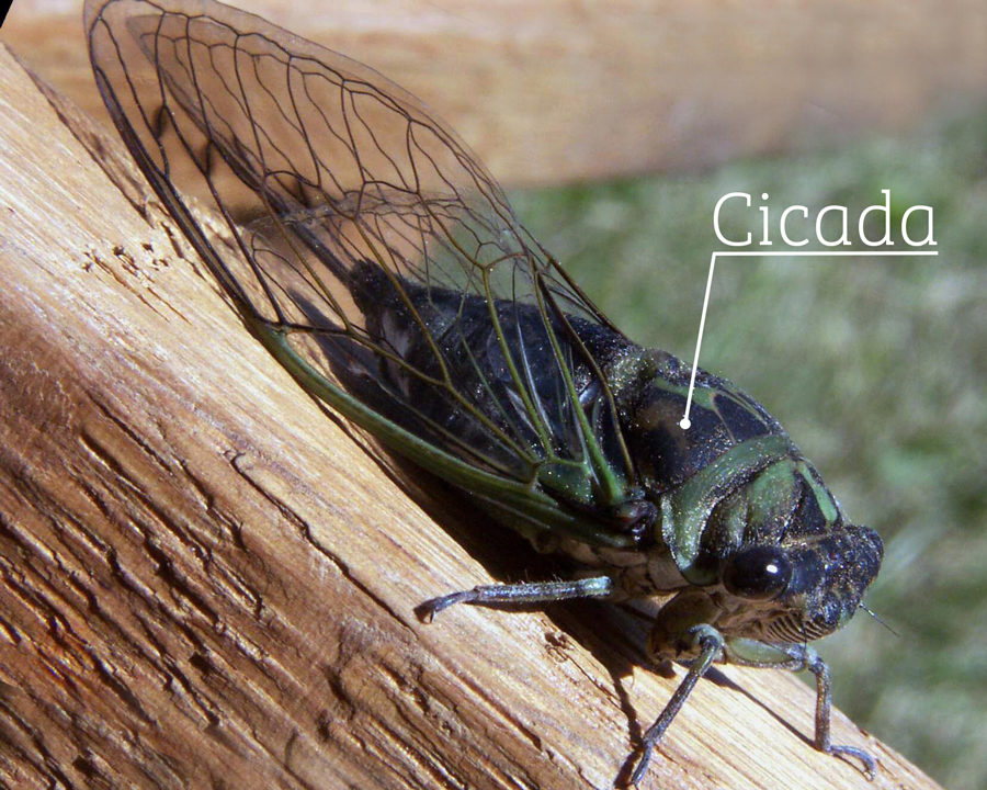 Cicada-Killer_Gallery_01-900x720