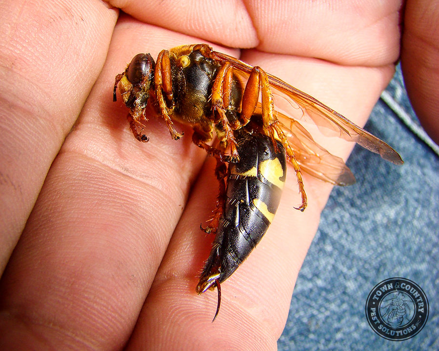 Cicada-Killer_Gallery_02-900x720