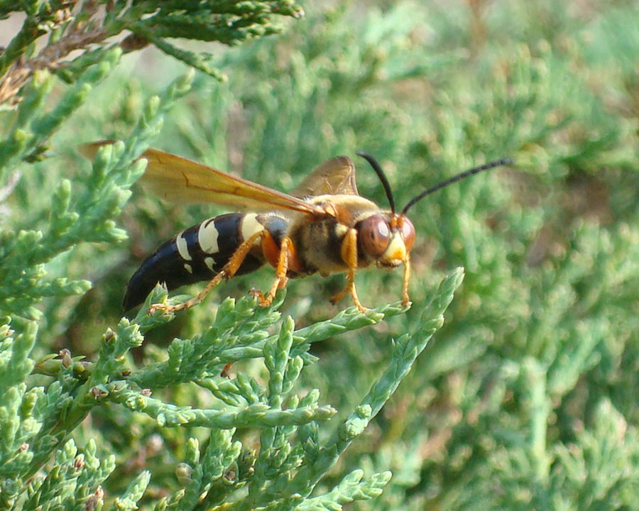 Cicada-Killer_Gallery_03-900x720