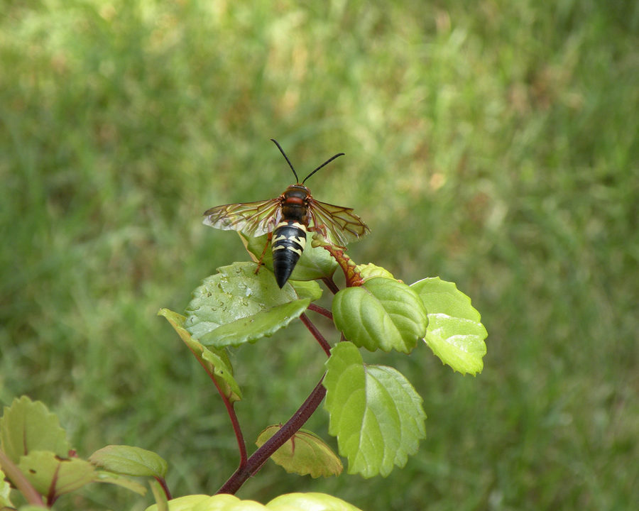 Cicada-Killer_Gallery_04-900x720