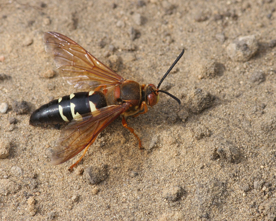 Cicada-Killer_Gallery_05-900x720