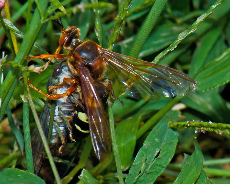 Cicada-Killer_Gallery_06-900x720