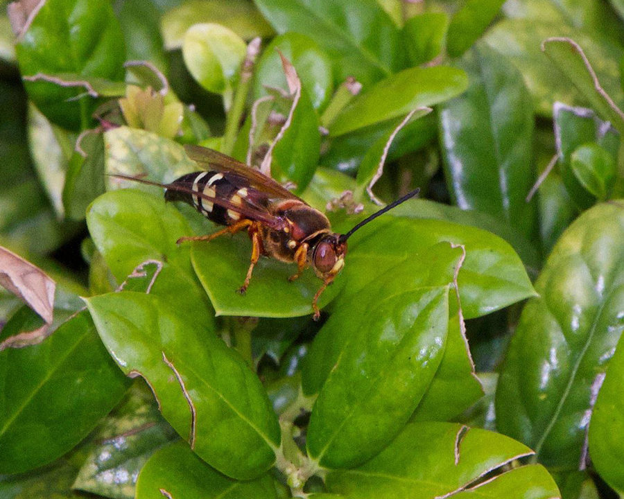 Cicada-Killer_Gallery_07-900x720