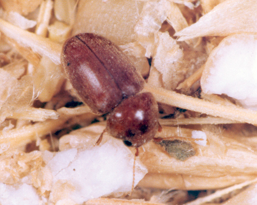 Cigarette-Beetle_Gallery_01-900x720