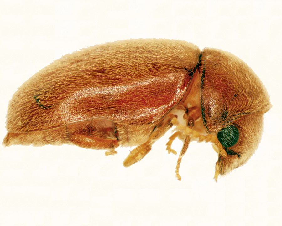 Cigarette-Beetle_Gallery_02-900x720