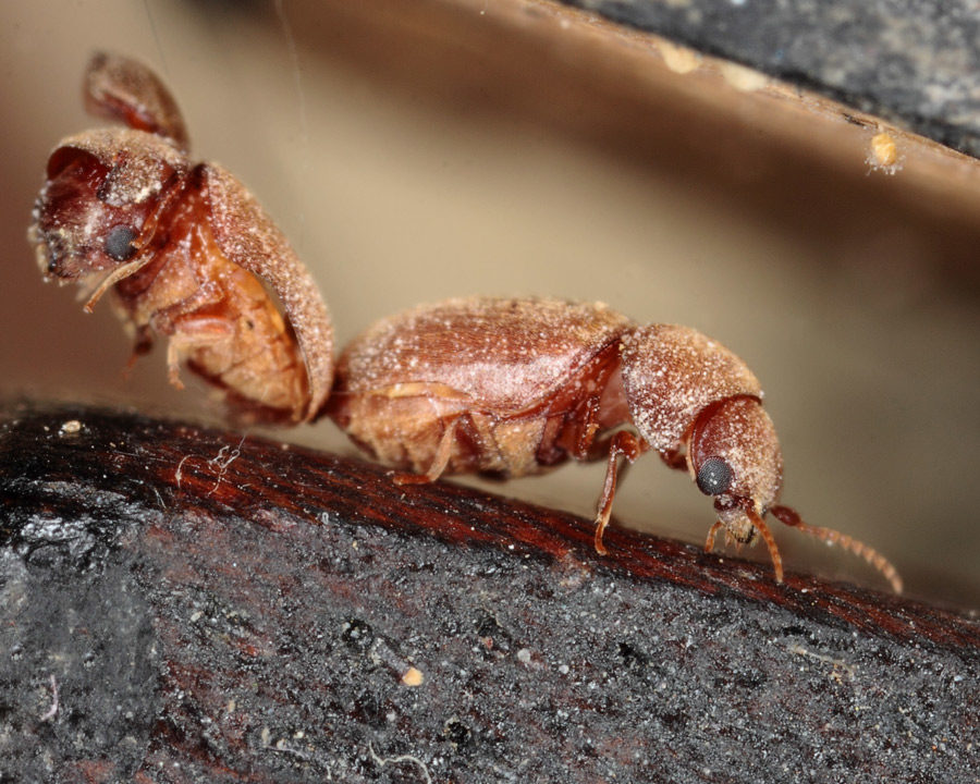 Cigarette-Beetle_Gallery_03-900x720