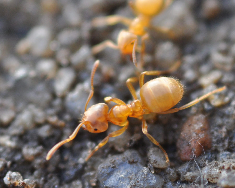 Citronella-Ants_Gallery_01-900x720