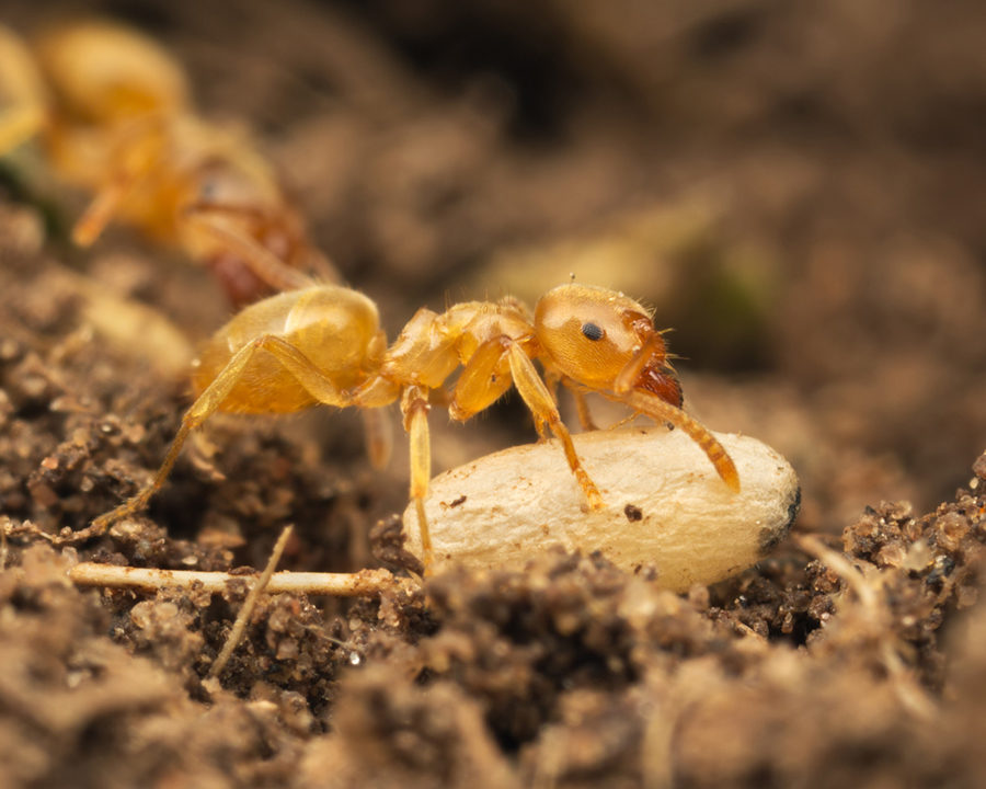 Citronella-Ants_Gallery_02-900x720