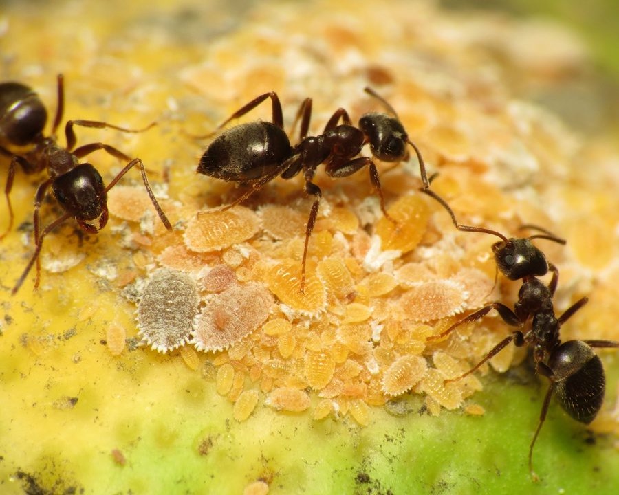 Citronella-Ants_Gallery_03-900x720