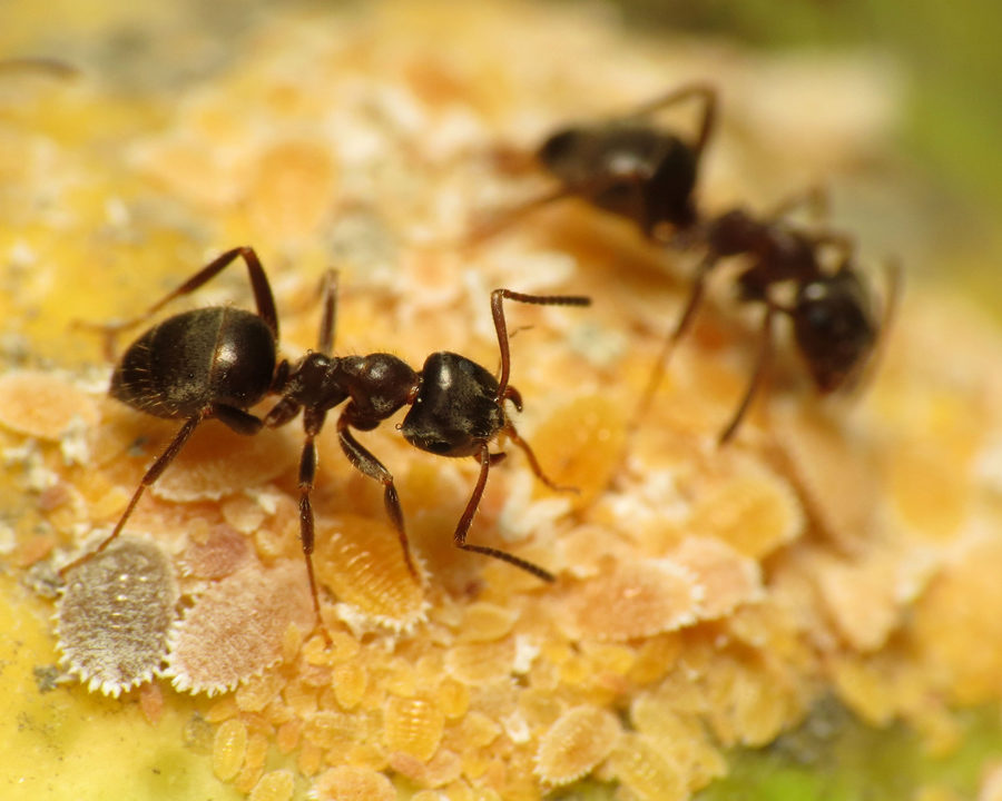 Citronella-Ants_Gallery_04-900x720