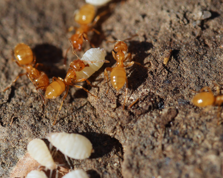 Citronella-Ants_Gallery_05-900x720