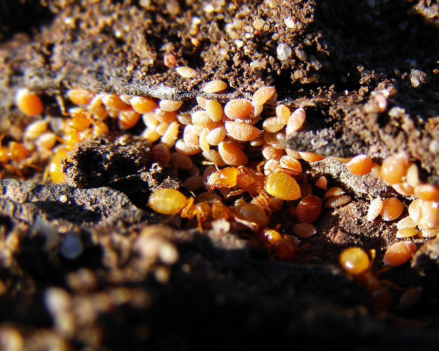 Citronella-Ants_Gallery_06-900x720