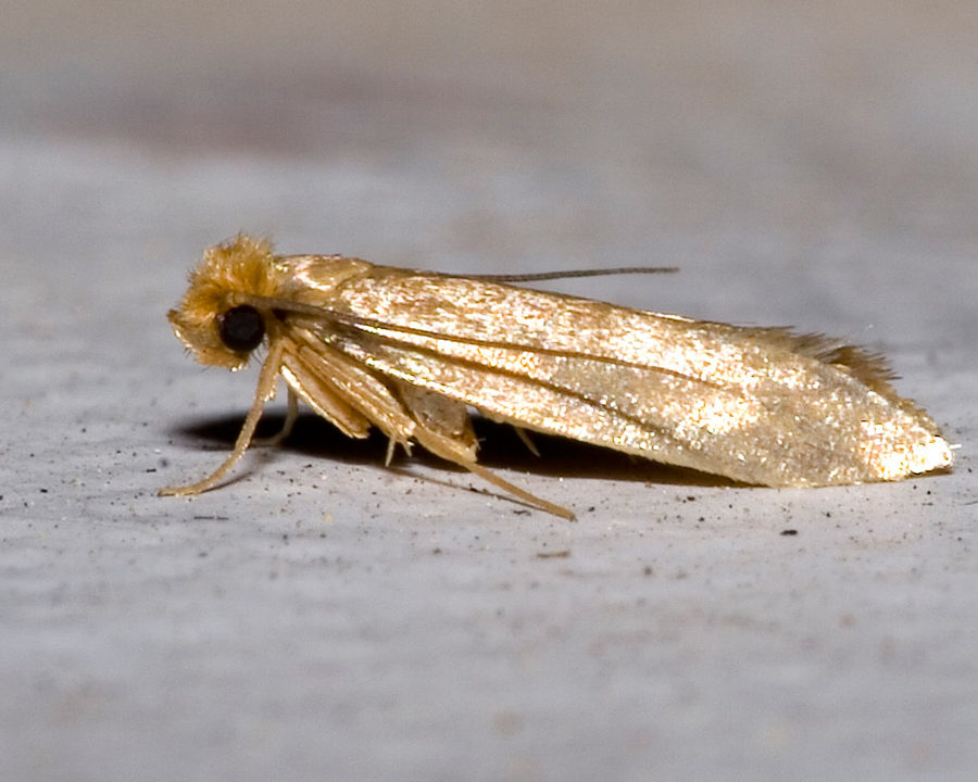 Clothing-Moths_Gallery_02-900x720