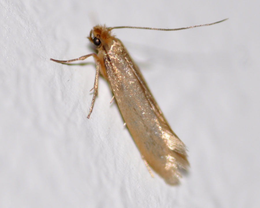 Clothing-Moths_Gallery_03-900x720