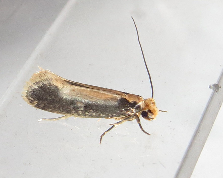 Clothing-Moths_Gallery_05-900x720