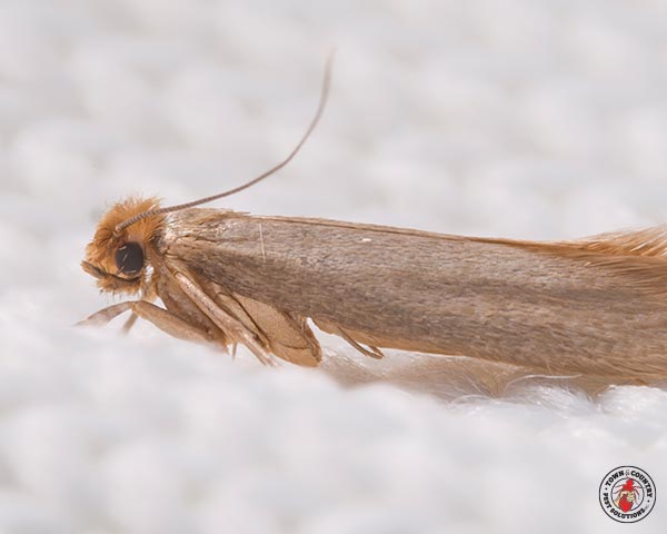 ClothingMoth_Gallery_01