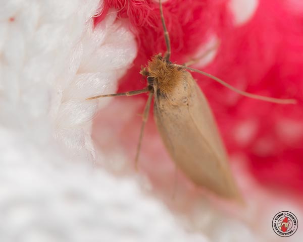 ClothingMoth_Gallery_02