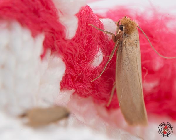 ClothingMoth_Gallery_03