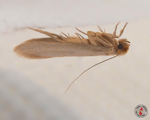 ClothingMoth_Gallery_04