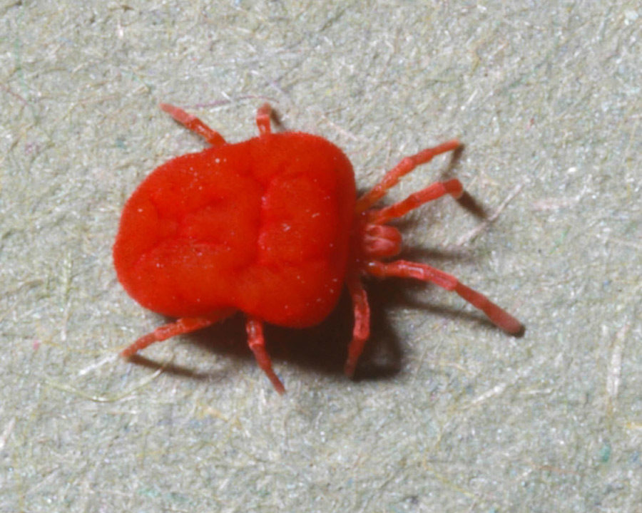 Clover-Mites_Gallery_01-900x720