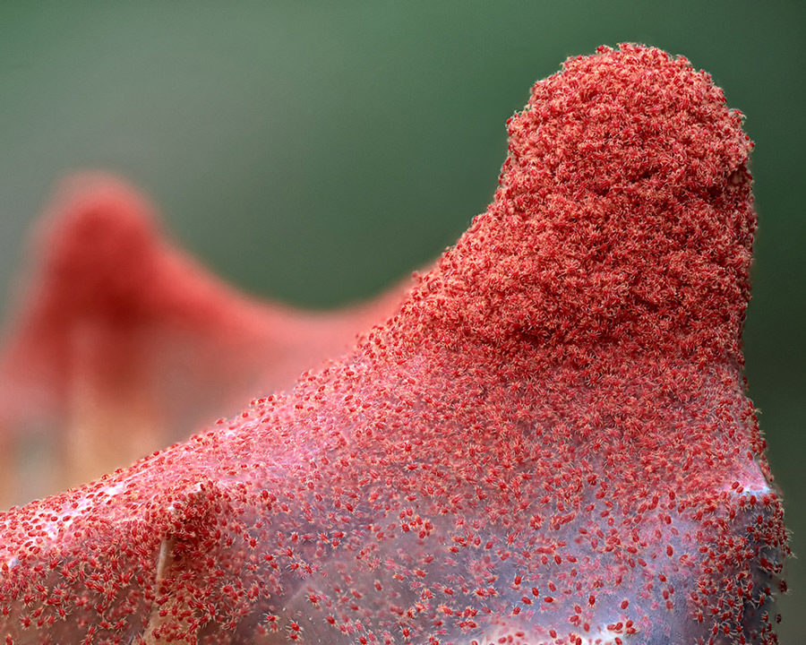 Clover-Mites_Gallery_02-900x720