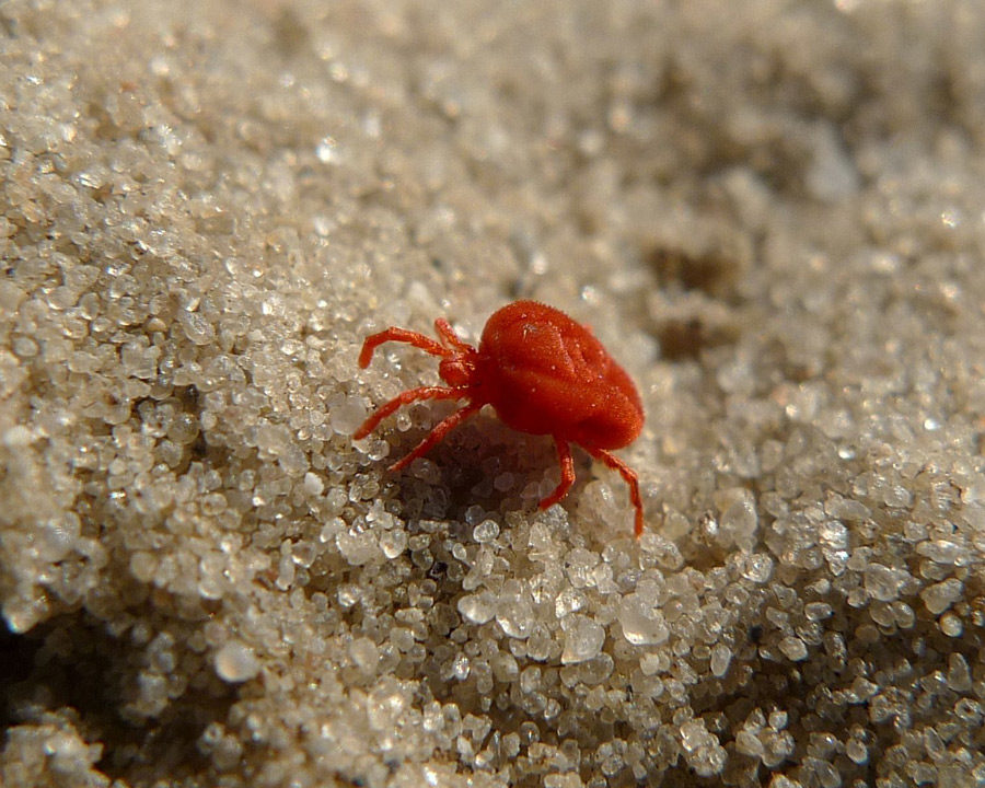 Clover-Mites_Gallery_03-900x720