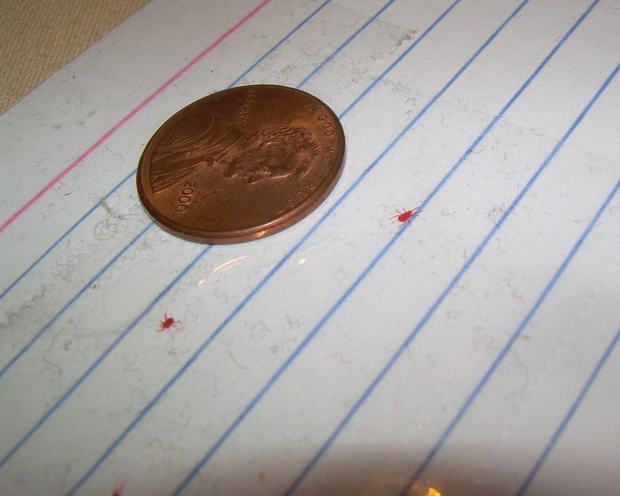 Clover-Mites_Gallery_04-900x720