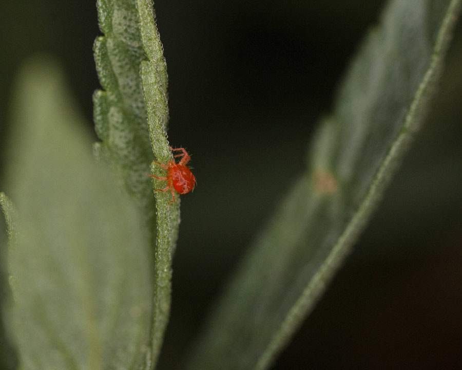 Clover-Mites_Gallery_05-900x720