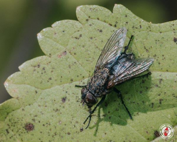 ClusterFlys_gllry_01