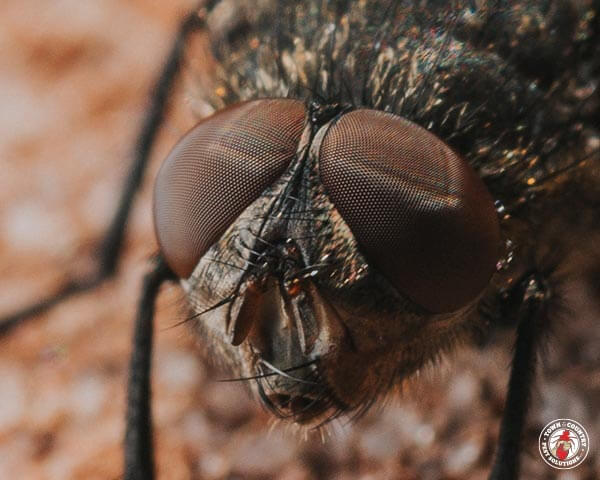 ClusterFlys_gllry_03