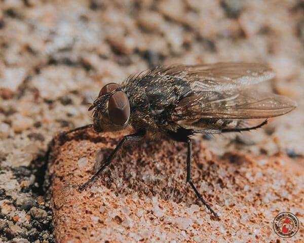 ClusterFlys_gllry_05