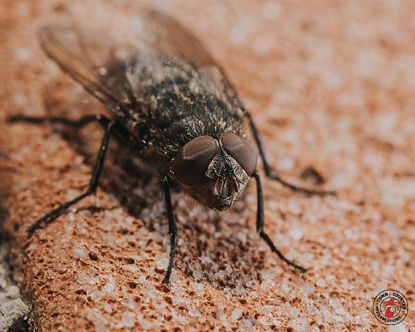 ClusterFlys_gllry_06