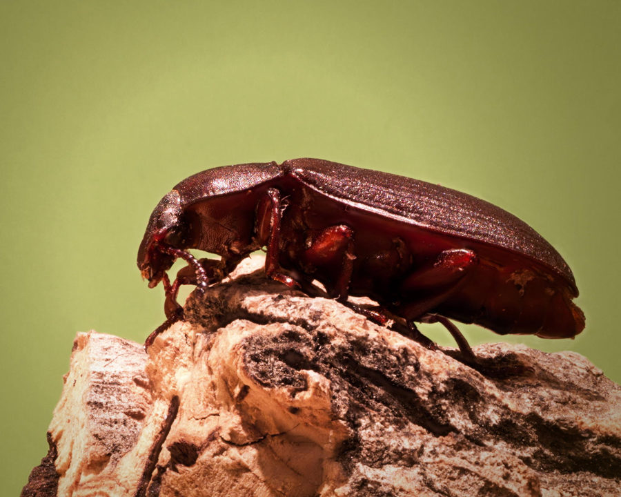 Confused-Flour-Beetle_Gallery_02-900x720