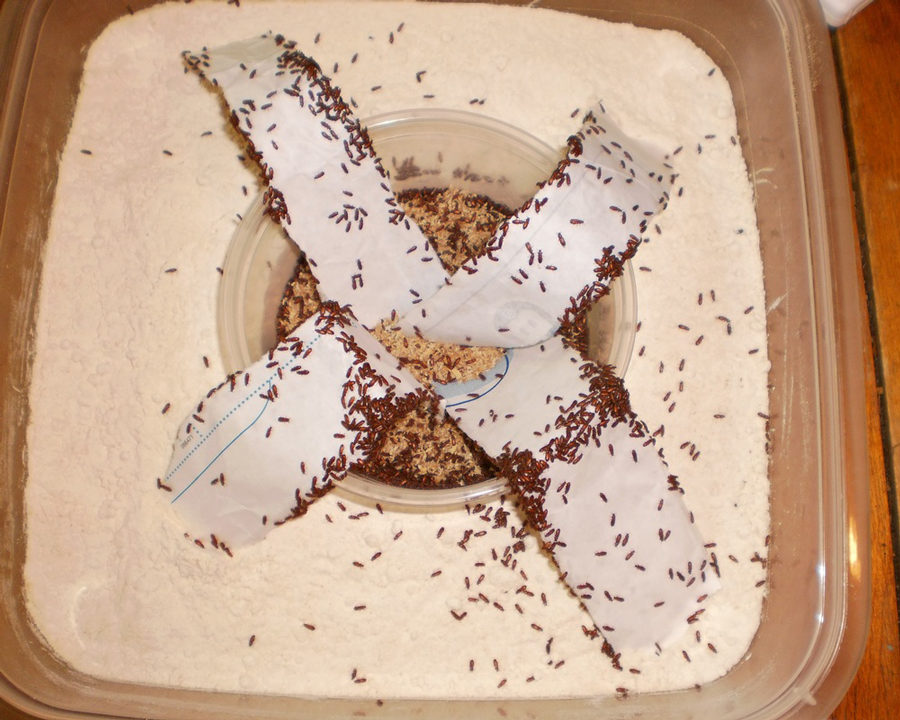 Confused-Flour-Beetle_Gallery_03-900x720