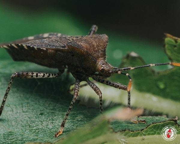 ConiferBug