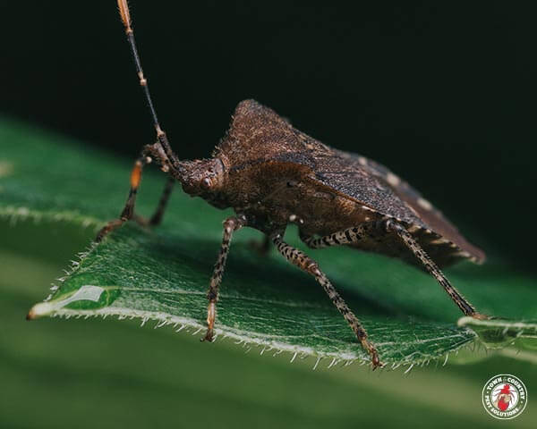 ConiferBug_Gllry_03