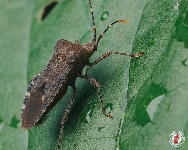 ConiferBug_Gllry_04