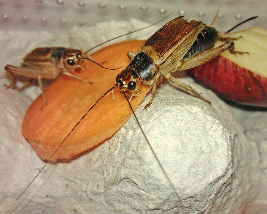 Cricket_Gallery_01-900x720