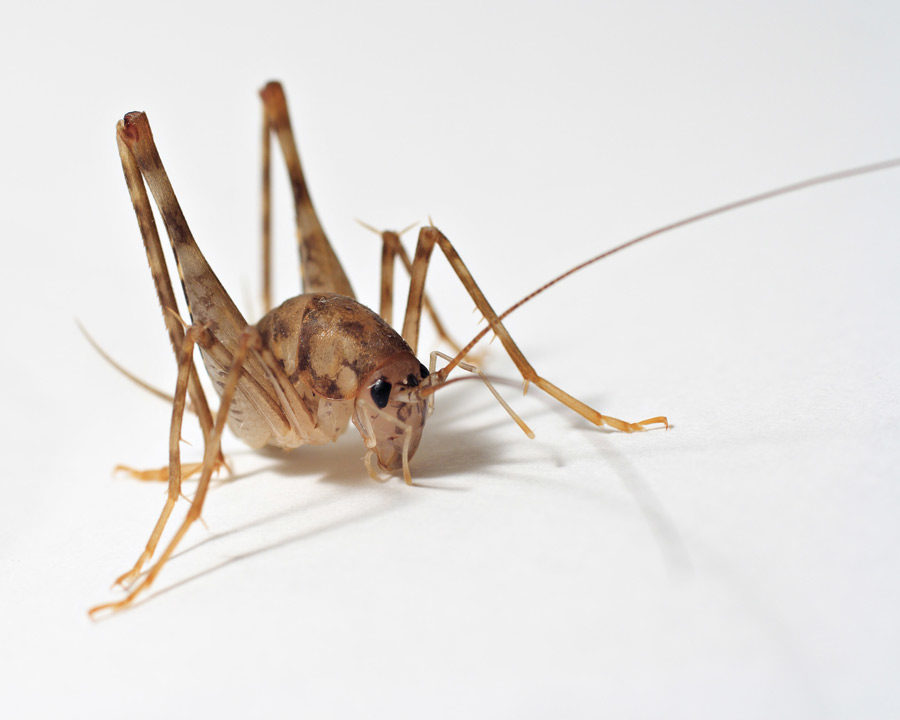 Cricket_Gallery_02-900x720