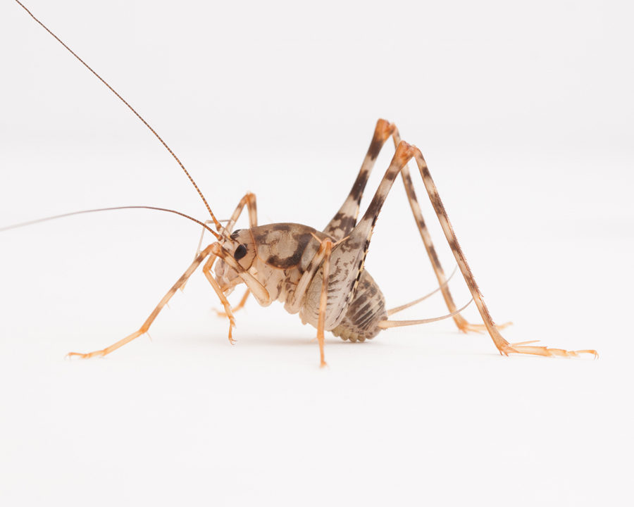 Cricket_Gallery_04-900x720