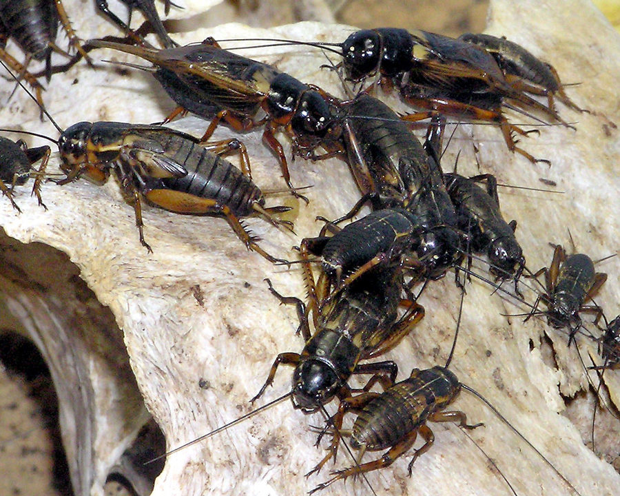 Cricket_Gallery_05-900x720