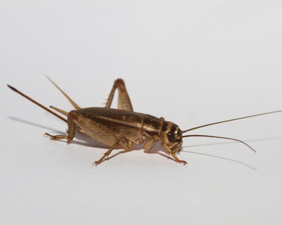 Cricket_Gallery_06-900x720